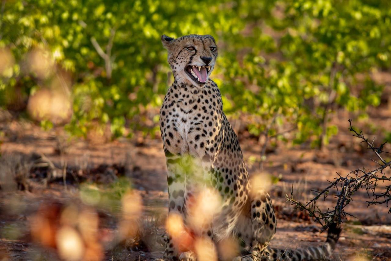 Mopane Bush Lodge Linton Экстерьер фото